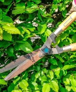 Hedge Cutters